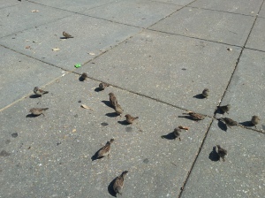 My bird friends in Dupont Circle- I couldn't resist giving them lunch scraps!